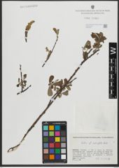 Foto von Salix salviifolia Brot.
